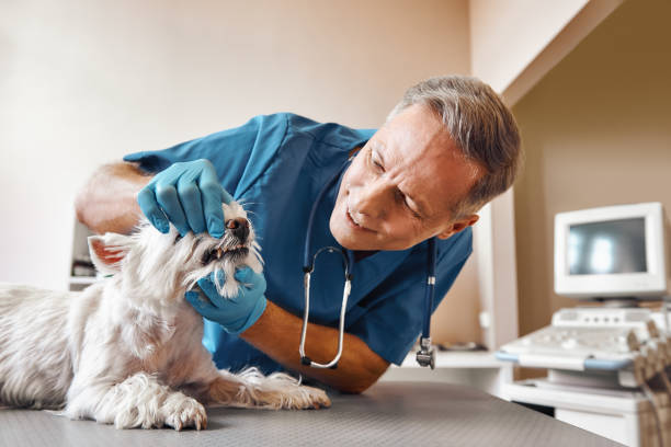 Best Broken Tooth Emergency  in Mount Wolf, PA